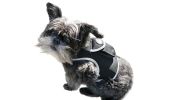 Action Activated Mini Dog GPS Tracking Device Rechargeable Pet Tracker Size:M