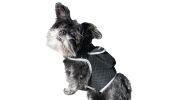 Portable Realtime Tracking Dog Collar GPS GSM Waterproof Mini Tracker Size:L