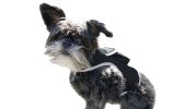 Portable Realtime Tracking Dog Collar GPS GSM Waterproof Mini Tracker Size:L