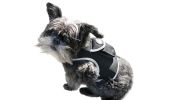 Portable Realtime Tracking Dog Collar GPS GSM Waterproof Mini Tracker Size:L