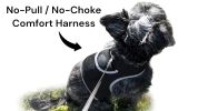 Action Activated Mini Dog GPS Tracking Device Rechargeable Pet Tracker Size:M