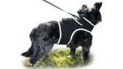Portable Realtime Tracking Dog Collar GPS GSM Waterproof Mini Tracker Size:L