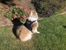 NEW Pocket Collar Mount GPS Tracking for Dog Realtime Wireless Tracker Size:L