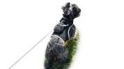 Portable Realtime Tracking Dog Collar GPS GSM Waterproof Mini Tracker Size:L